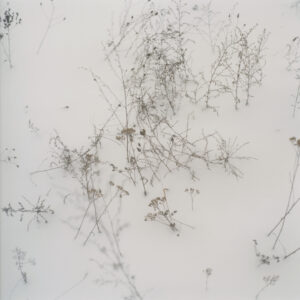 © Anne Schwalbe, Wiese XIX, 2010. C-Print, 55 x 55 cm. Courtesy Galerie f5,6 München und Kehrer Berlin Galerie.