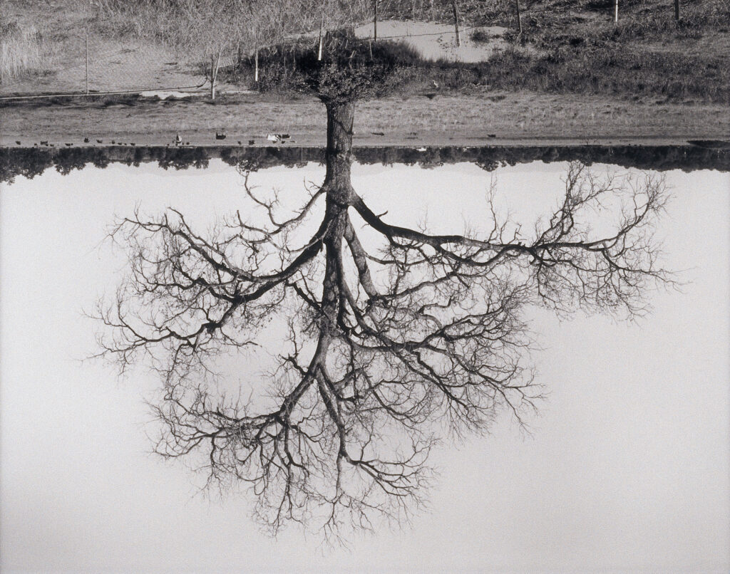 Rodney Graham  Oak Trees, Red Bluff (2), 1993 - 2000