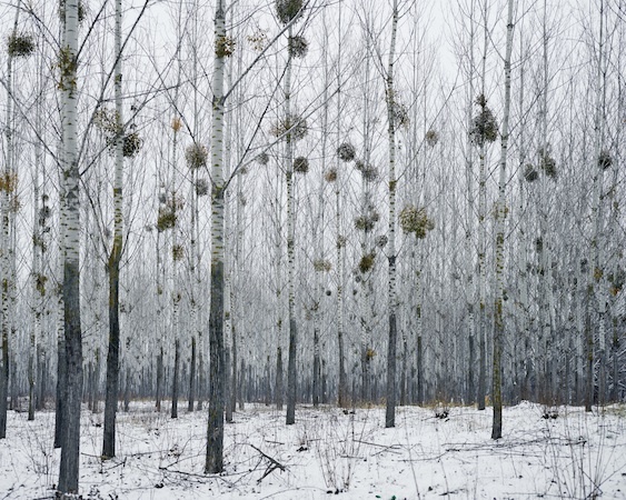 Forest With Mistletoe, West Romania, from the series 'Notes for an Epilogue', 2011-2015 © Tamas Dezso/The Photographers' Gallery
