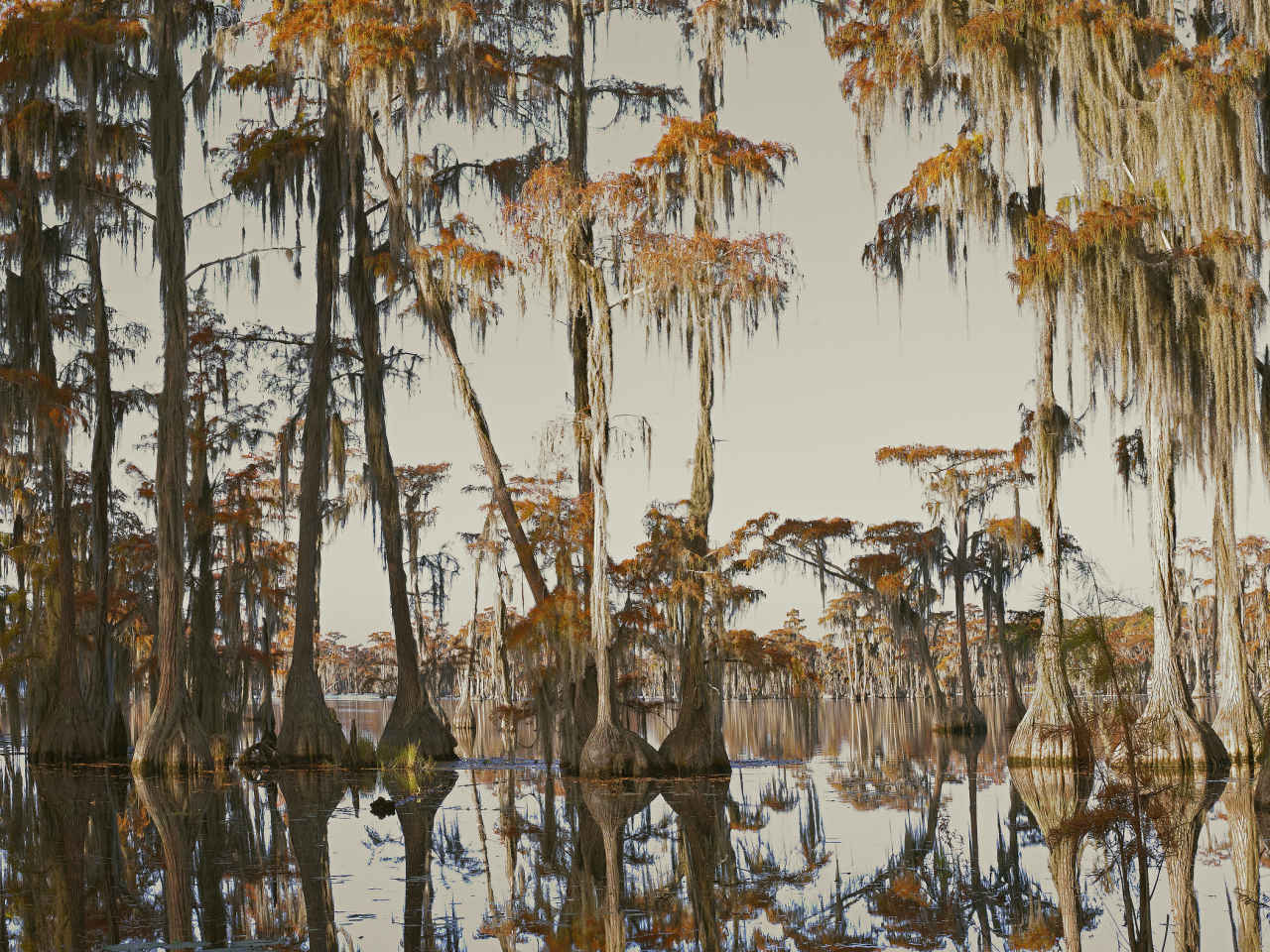 Pierre Gonnord, Swamp IV - The South Edition