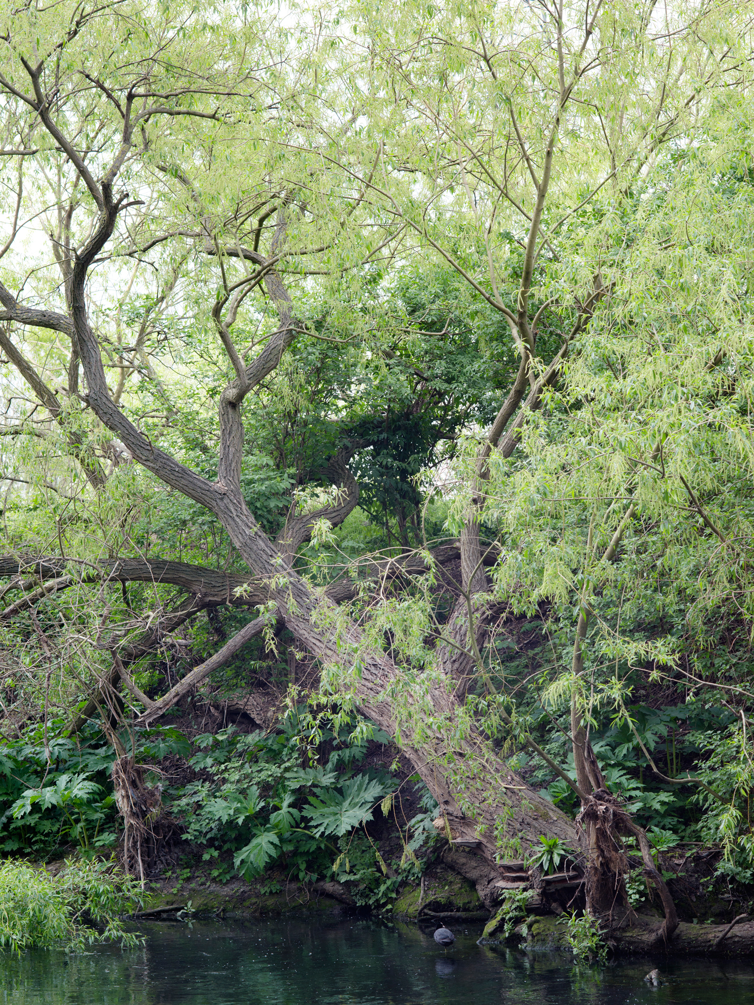 Freya Najade - Along the Hackney Canal - The South Edition