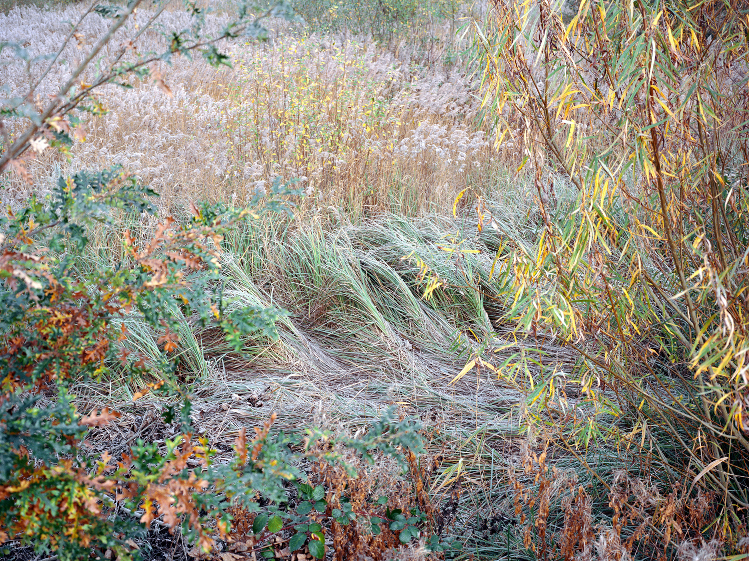 Freya Najade - Along the Hackney Canal - The South Edition